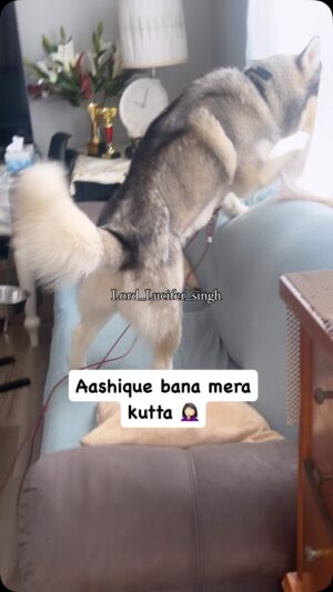 Ishmeet Kaur Instagram - BATAO kya karu iska mein š¤¦š»āāļø
.
.
#neighborhood #affair #love #lovers #dogcouple #dogsofinstagram #huskyvideo #funnyvids #husky #food #dogfood #time #aashiqui2š©āā¤ļøāšāšØ
