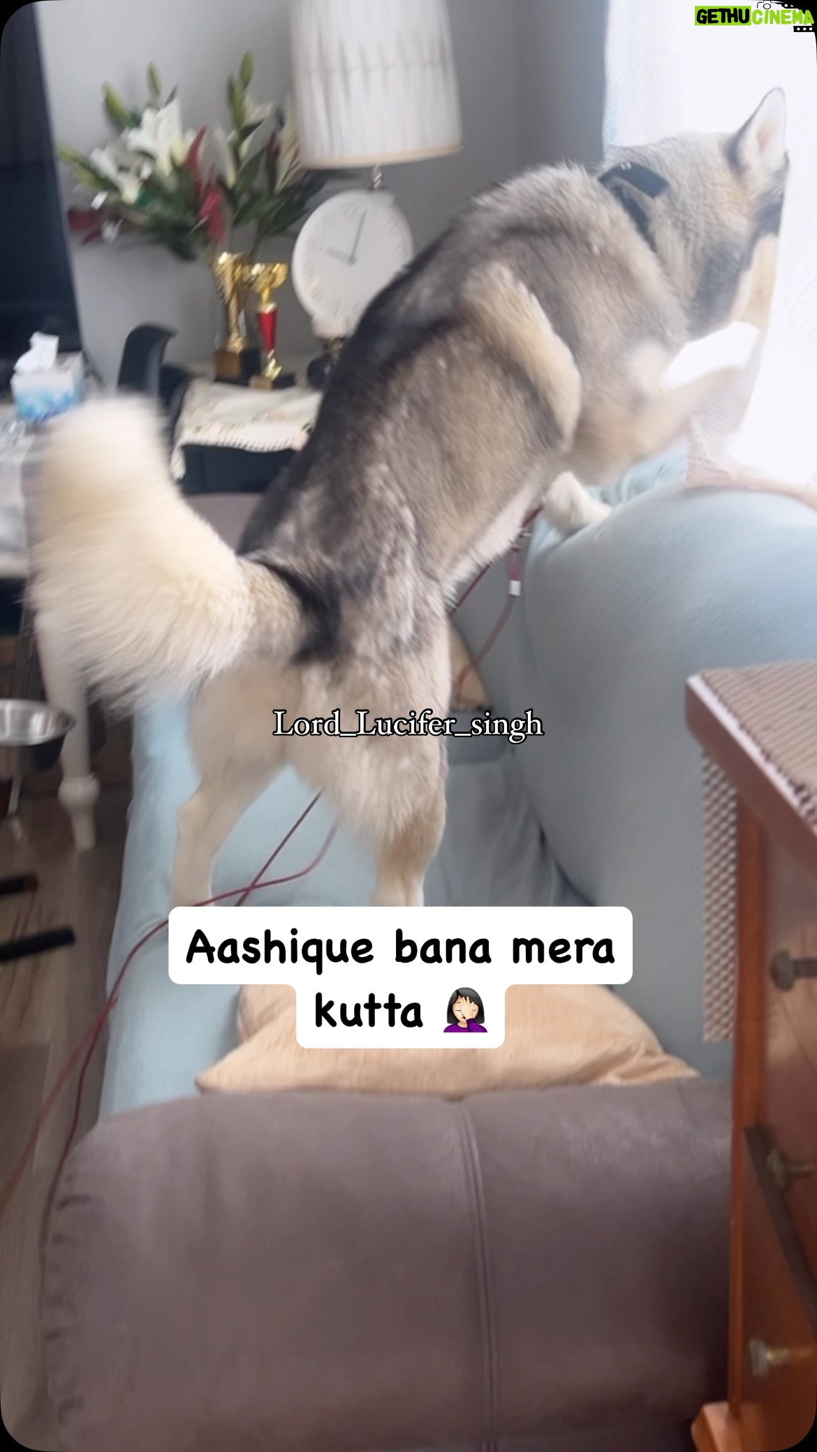 Ishmeet Kaur - 87.9K Likes - BATAO kya karu iska mein 🤦🏻‍♀️
.
.
#neighborhood #affair #love #lovers #dogcouple #dogsofinstagram #huskyvideo #funnyvids #husky #food #dogfood #time #aashiqui2👩‍❤️‍💋‍👨