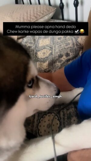 Ishmeet Kaur Instagram - Mera pookie putttar š§æš
#lord_lucifer_singh #mydogmylove
