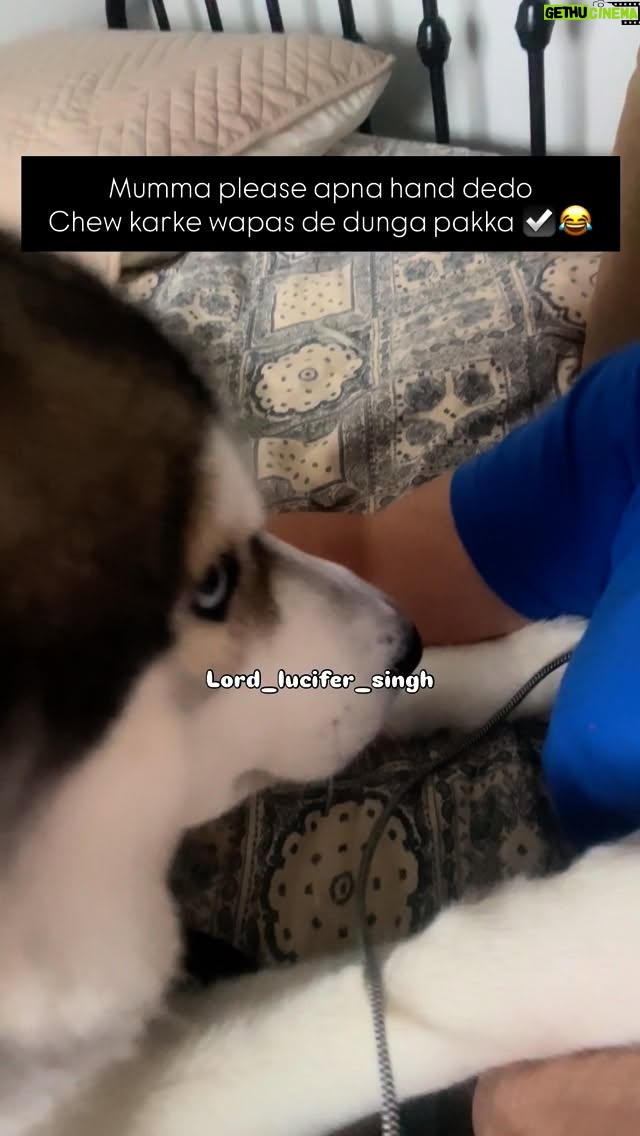 Ishmeet Kaur - 4.9K Likes - Mera pookie putttar 🧿😘

#lord_lucifer_singh #mydogmylove