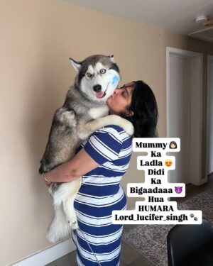 Ishmeet Kaur Instagram - MERI #neelpari 😍🧿❤️🐾
.
.
Jitna SHAITAAN utna cute Kamina mera
.
.
#mummasboy #doggy #doggylove❤️ #husky #potd #dogmom #dogmomsofinstagram #lord_lucifer_singh #photo #photography #candid #saturdaymood✌️ #saturdayvibe #potd📸