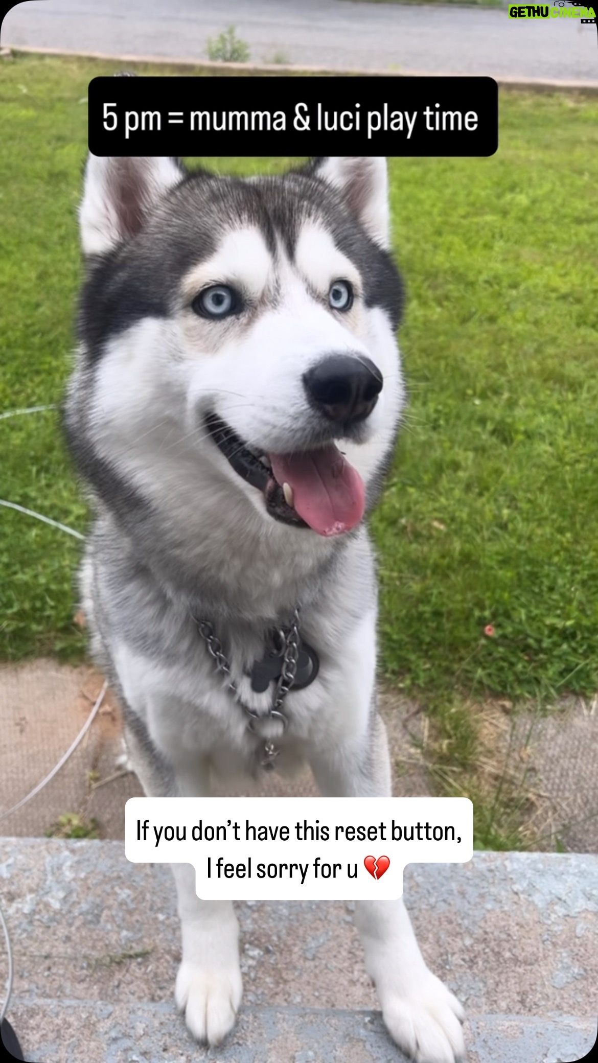 Ishmeet Kaur - 4.9K Likes - 123 go & all the stress vanished .
.
.
#dogparents #eveningworkout #playtime #doggames