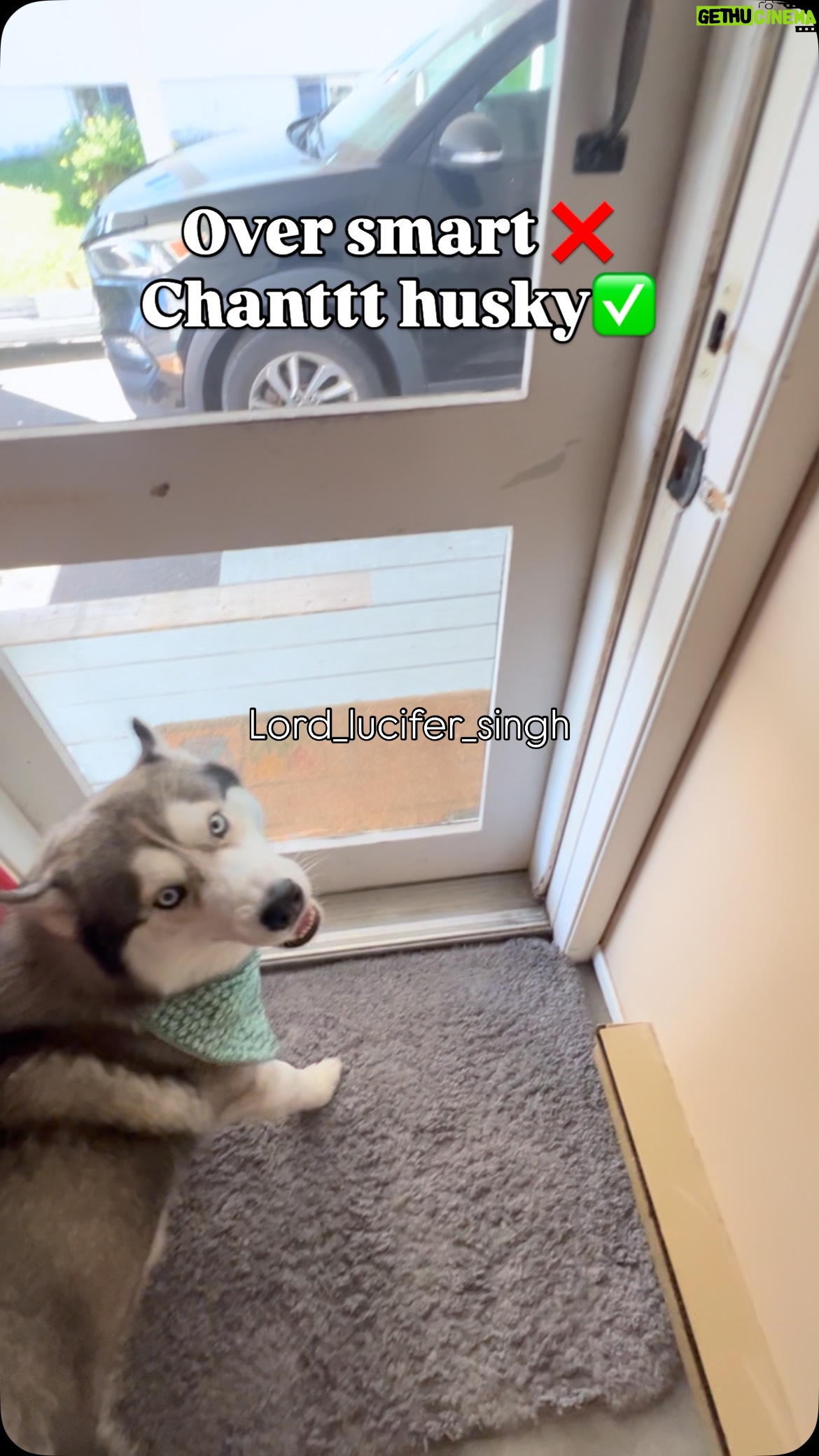 Ishmeet Kaur - 8.1K Likes - Super chanttt @lord_lucifer_singh 😂😈
.
.
#door #siberianhusky #oversmart #husky #dogsofinstagram #funnyvideos #instamood #ɪɴsᴛᴀɢᴏᴏᴅ #tyre #cartyres #latch