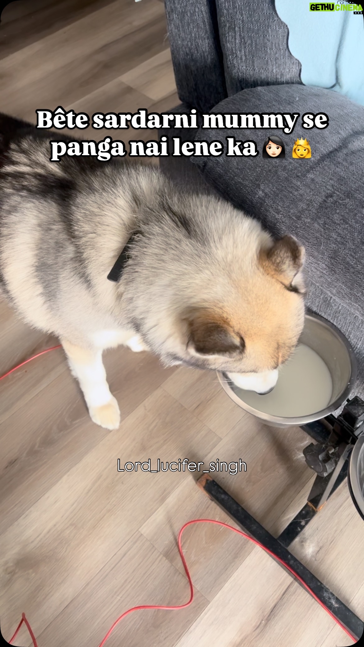 Ishmeet Kaur - 16.6K Likes - 100 mummy -10 luchiyaaa this time 🤣🫡
.
.
#sardarni #mom #maaa #dogmom #dogsofinstagram #siberianhusky #dogoftheday #husky #dogvlog