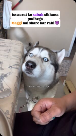 Ishmeet Kaur Instagram - Cute bola bc š±
.
.
.
#maggi #maggilover #dogsofinstagram #dog #husky #instagram #huskyvideo #funnyvideos #foodporn