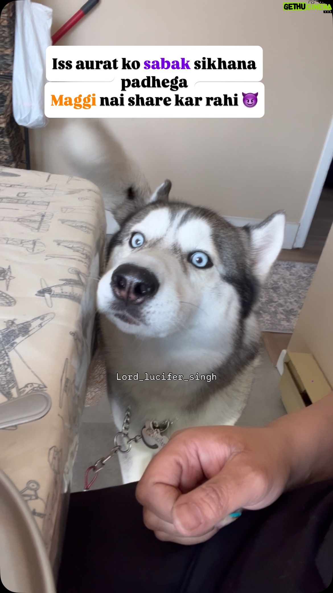 Ishmeet Kaur - 18.3K Likes - Cute bola bc 😱
.
.
.
#maggi #maggilover #dogsofinstagram #dog #husky #instagram #huskyvideo #funnyvideos #foodporn
