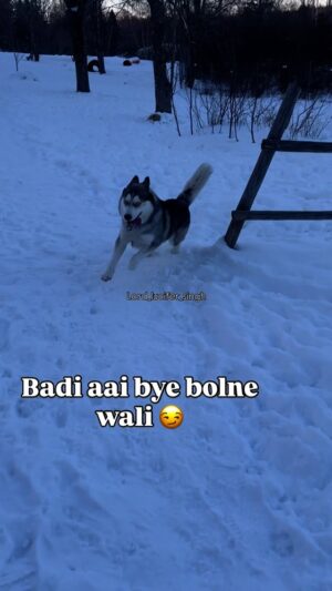 Ishmeet Kaur Instagram - #dogparkfun