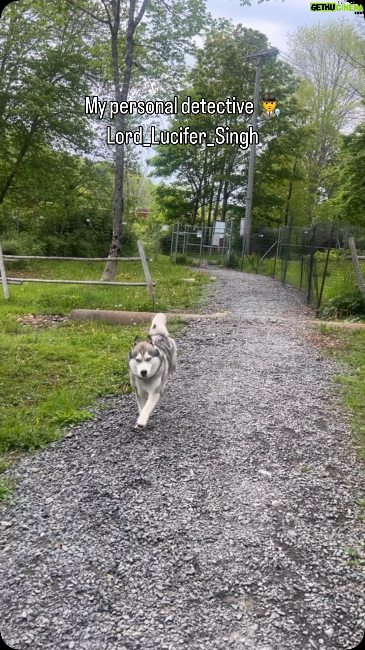 Ishmeet Kaur - 9.8K Likes - Janani 😂😂
.
.
.
#dogpark #detective #personaldetective #lord_lucifer_singh #dogsofinstagram #viralinstagramreelsvideo♥️ #instadogs