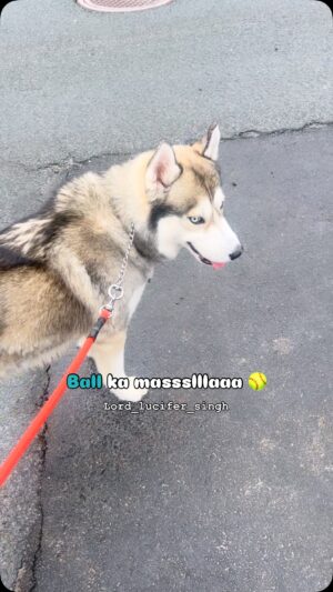 Ishmeet Kaur Instagram - Koi kaam Nai karti meri maa š sab kaam me hee karu ššš
.
.
.
#road #play #ball #blueball #dogsofinstagram #sibirianhusky #dogvideo