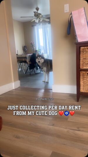 Ishmeet Kaur Instagram - Cute hun na šā¤ļøš§æ Chalo Abb ek kissi do comment section mein
.
.
.
.
#houserent #rentalproperties #cutedog #hudabeauty #huskyvideo #rentpaid #perday #lord_lucifer_singh #reelitfeelit #instagram #handsomebaby #dogeyes #eyesonyou