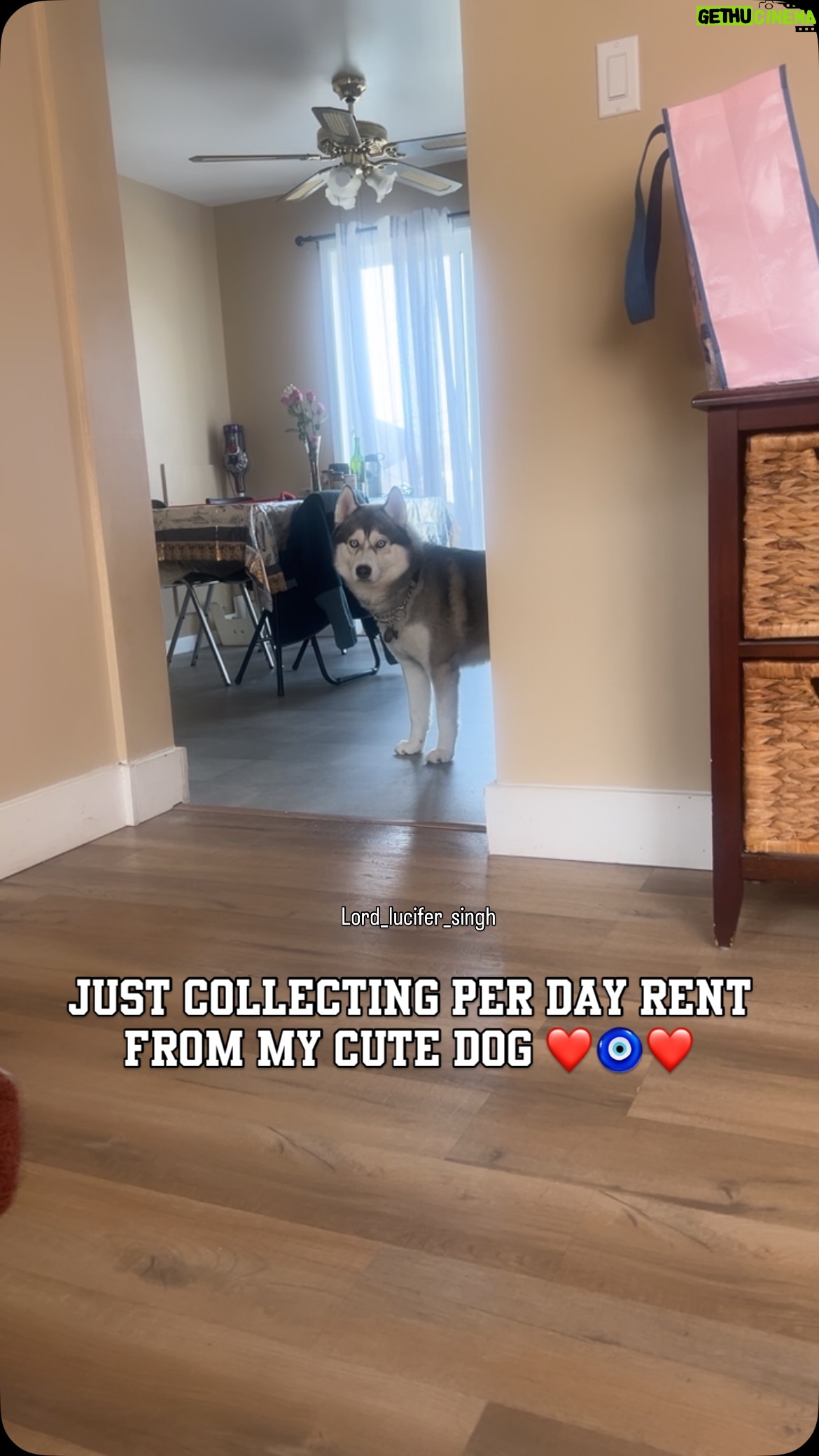 Ishmeet Kaur - 9.9K Likes - Cute hun na 😍❤️🧿 Chalo Abb ek kissi do comment section mein 
.
.
.
.
#houserent #rentalproperties #cutedog #hudabeauty #huskyvideo #rentpaid #perday #lord_lucifer_singh #reelitfeelit #instagram #handsomebaby #dogeyes #eyesonyou