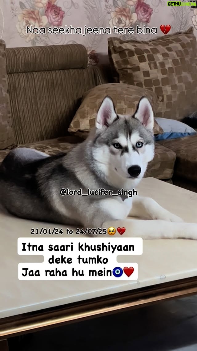 Ishmeet Kaur - 6K Likes - Na seekha Meine Tere Bina luchiyaaa ❤️‍🩹🐾
.
.
#3month #old #tbt #dogsofinstagram #siberianhusky
