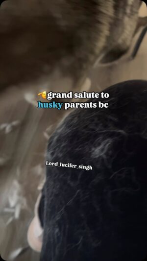 Ishmeet Kaur Instagram - Saal ke ye 2 sabse mushkil mahine š„ŗ @lord_lucifer_singh y
.
.
#huskyshedding #shedding #hairfall #siberianhusky #instagram #husky #huskiesofinstagram #huskies_of_instagram #huskyvideo