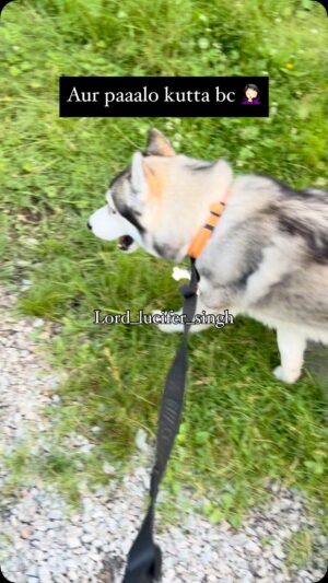 Ishmeet Kaur Instagram - Aur Paal lo kutta š”
.
.
#newshoes #blueshoes #shoes #kutta #dogsofinstagram #dogvideo #lord_lucifer_singh #instagram #huskyvideo #dogpark #canadĆ” #paw #paws #pawprints š¾