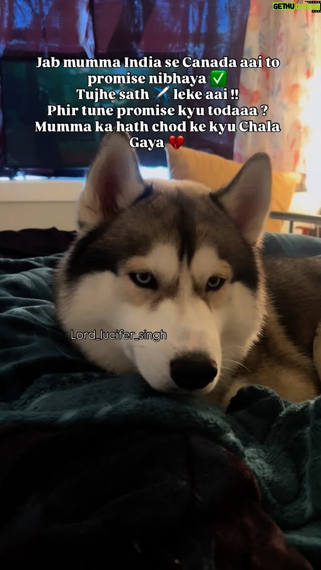 Ishmeet Kaur - 6.1K Likes - 💔🥺 yaar luchiyaaa tu to dhokhebaaaz niklaaa 🐾