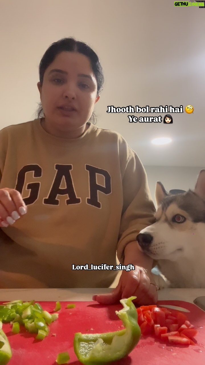 Ishmeet Kaur - 5.9K Likes - Reporter busted 😂😂😂 
.
.
#kitchen #kitchenstories #dogsofinstagram #dog #huskyvideo #lord_lucifer_singh #funnyvideos #funnydogvideos #instadog #dogmom #reporting #reportinglive #livefromkitchen
