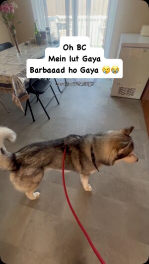 Ishmeet Kaur Instagram - Lut puttt Gaya š koi meri beagle to dedo sandessss luchiyaaa aaega , use le jaegaaa š¢
.
.
#dogsofinstagram #lord_lucifer_singh