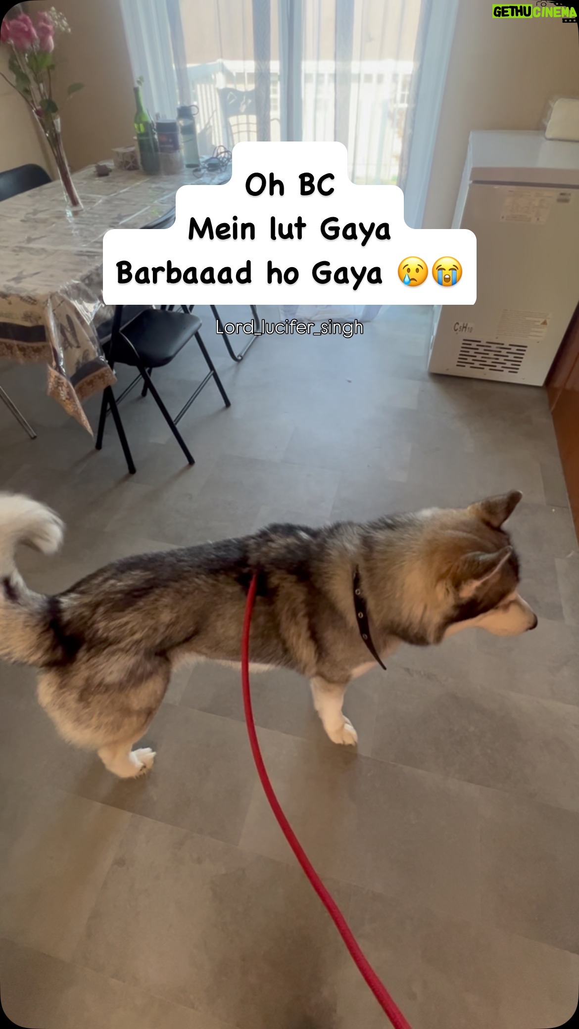 Ishmeet Kaur - 7.9K Likes - Lut puttt Gaya 💔 koi meri beagle to dedo sandessss luchiyaaa aaega , use le jaegaaa 😢
.
.
#dogsofinstagram #lord_lucifer_singh