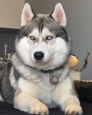 Ishmeet Kaur Instagram - Thanks a ton @_sky_huskyy for this cute edit ❤️🧿❤️😘 luchiyaaa loves you
.
.
.
.
.
#lord_lucifer_singh #dogphotography #huskyphoto #dogphoto #potd #photoofday #photoftheday #instadaily #instacute #sibirianhusky #huskysofinstagram #huskies #handsomedog #photoedit #ghetto #ghibli #lordoflords