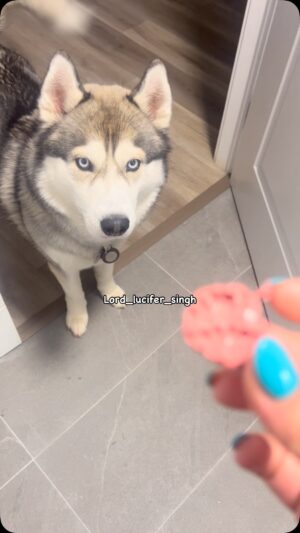 Ishmeet Kaur Instagram - š šš«” #grandsalute ššš
.
.
.
#dog #bathroom #momsmakeup #chori #beagle #husky #siberianhusky #thief #funnydog #dogvideosofinstagram