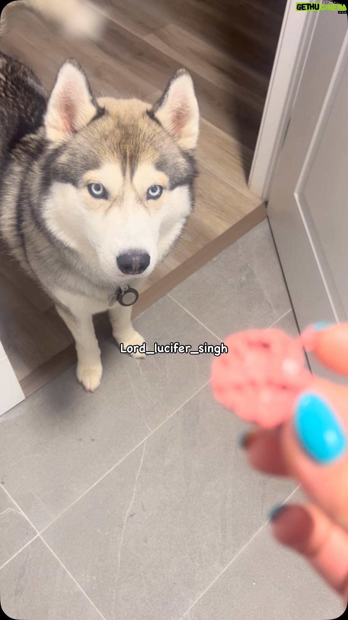 Ishmeet Kaur - 58.3K Likes - 💄 😂🫡 #grandsalute 😂😂😂
.
.
.
#dog #bathroom #momsmakeup #chori #beagle #husky #siberianhusky #thief #funnydog #dogvideosofinstagram