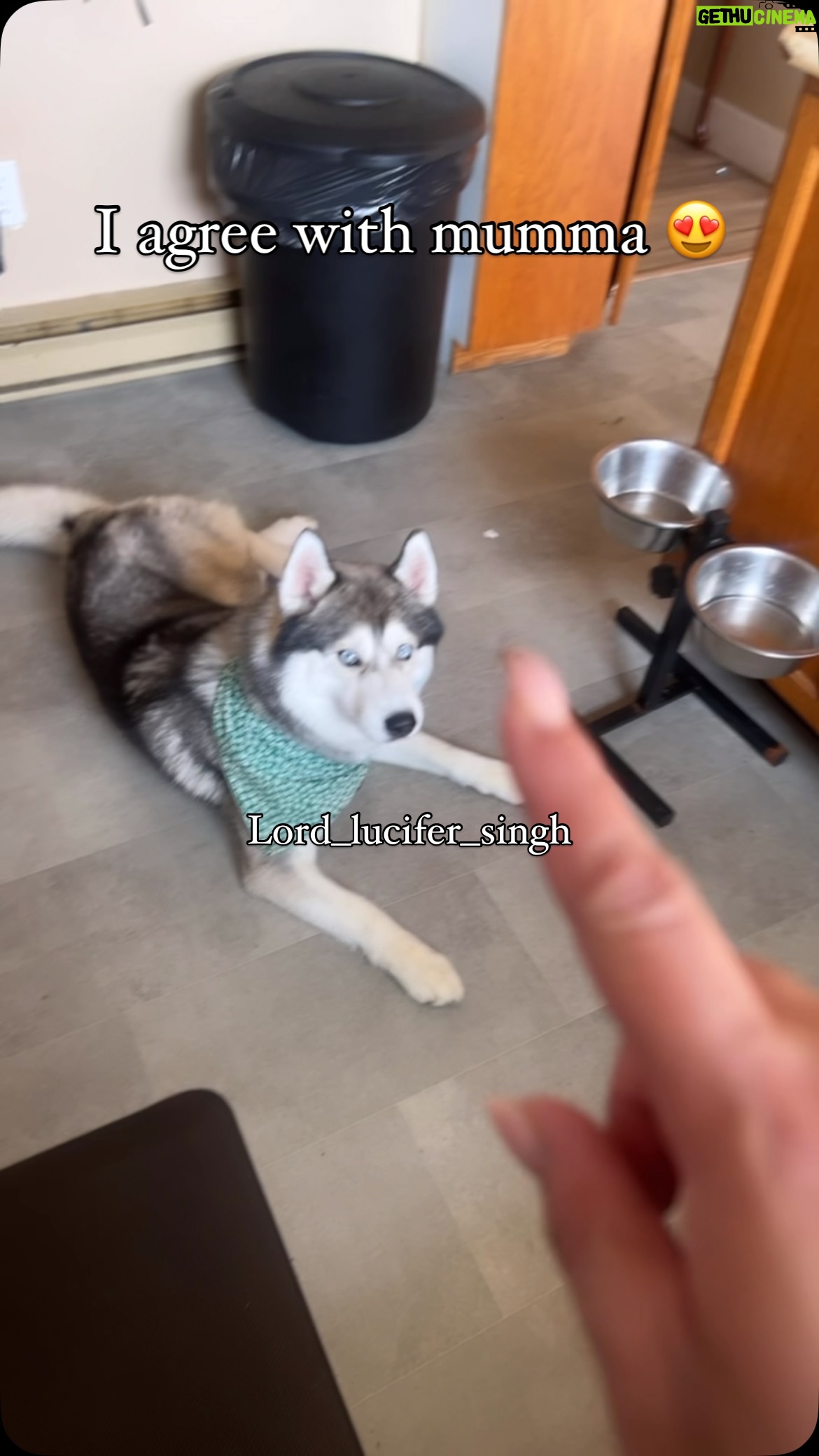 Ishmeet Kaur - 14.1K Likes - Tag a #paneerlover 😍
.
.
#indiancheese #cheese #paneer #paneerlove #freshpaneer #homemade #kitchen #kitchenreels #kitchensofinsta #indianincanada #lord_lucifer_singh #dog #huskyvideo #ilovepaneer #cooking
