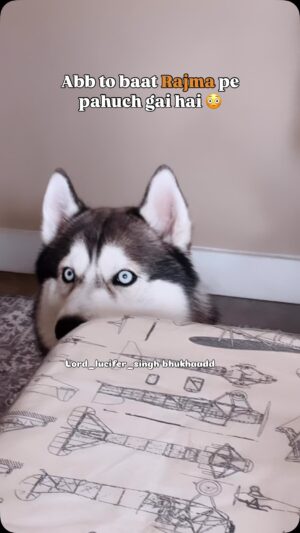 Ishmeet Kaur Instagram - Haan khaungaaa šæ
.
.
#siberianhusky #lord_lucifer_singh