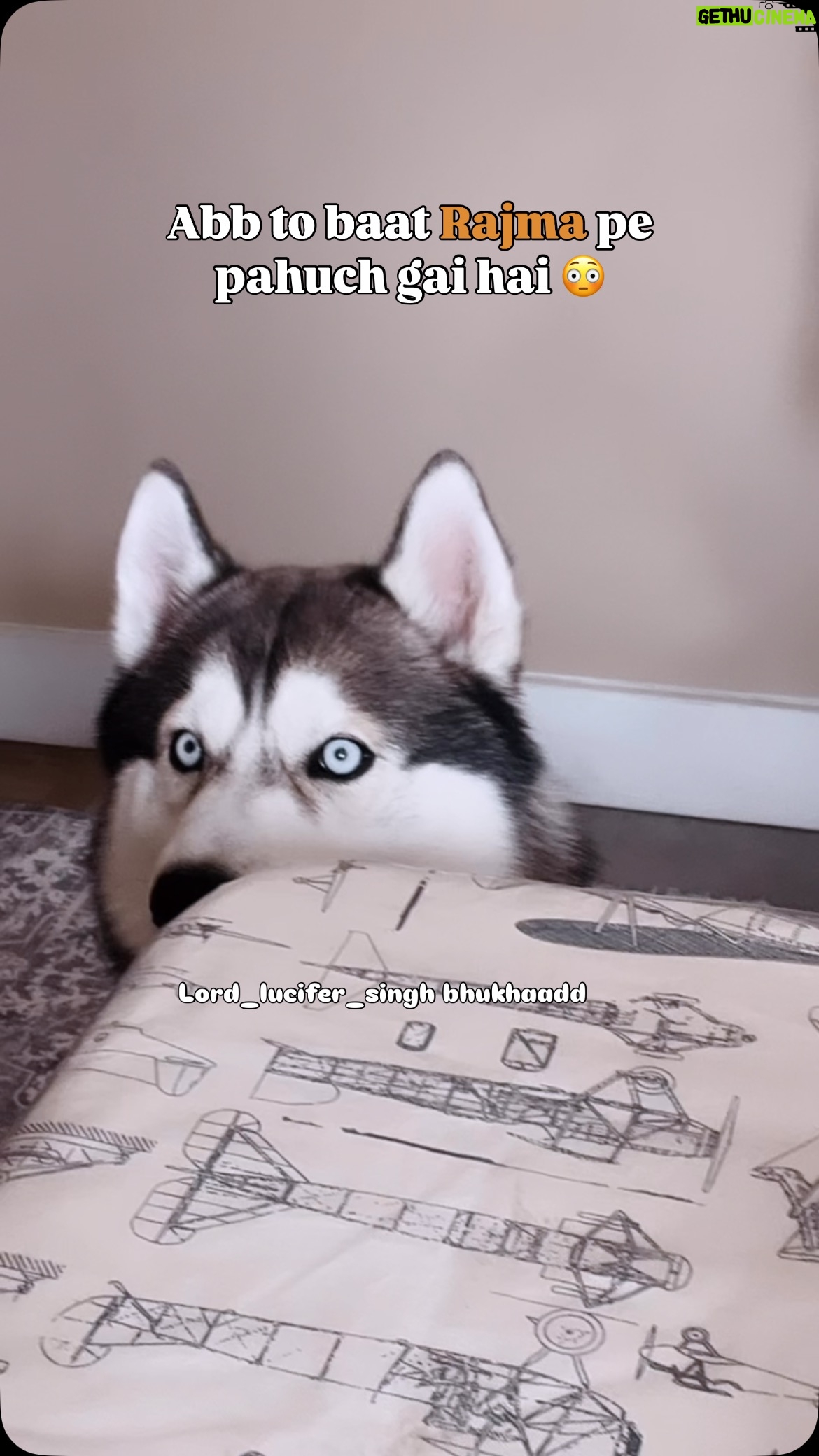 Ishmeet Kaur - 9.8K Likes - Haan khaungaaa 👿
.
.
#siberianhusky #lord_lucifer_singh