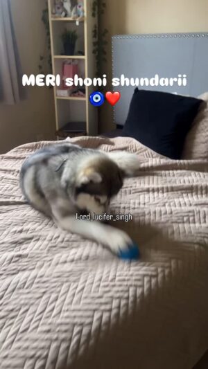 Ishmeet Kaur Instagram - Blue ball šµ is love ā¤ļø š¾ but missing u is permanent
