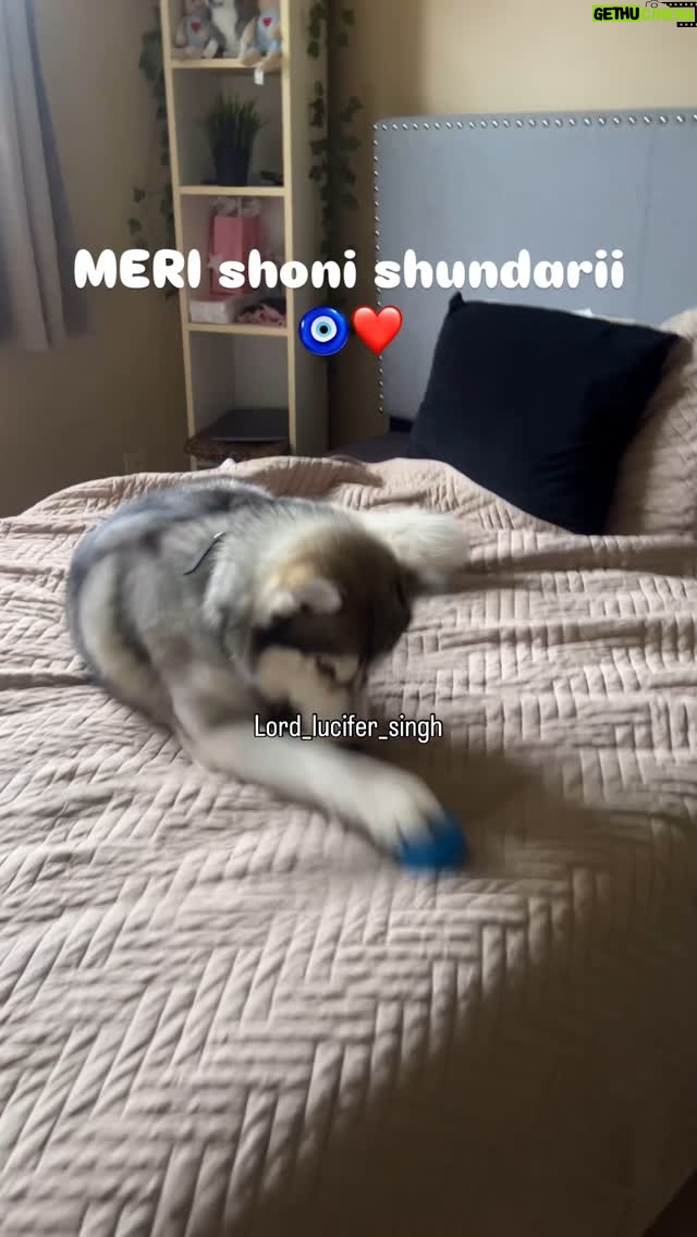 Ishmeet Kaur - 8.6K Likes - Blue ball 🔵 is love ❤️ 🐾 but missing u is permanent