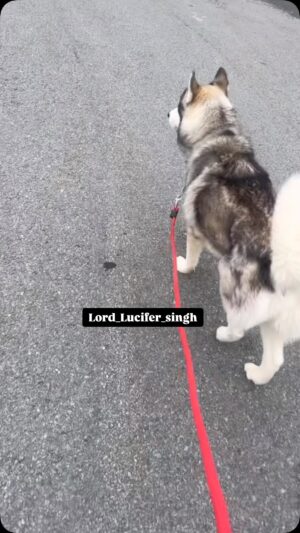 Ishmeet Kaur Instagram - Setting ka š”
.
#ladki #huskyvideo #dogwalk