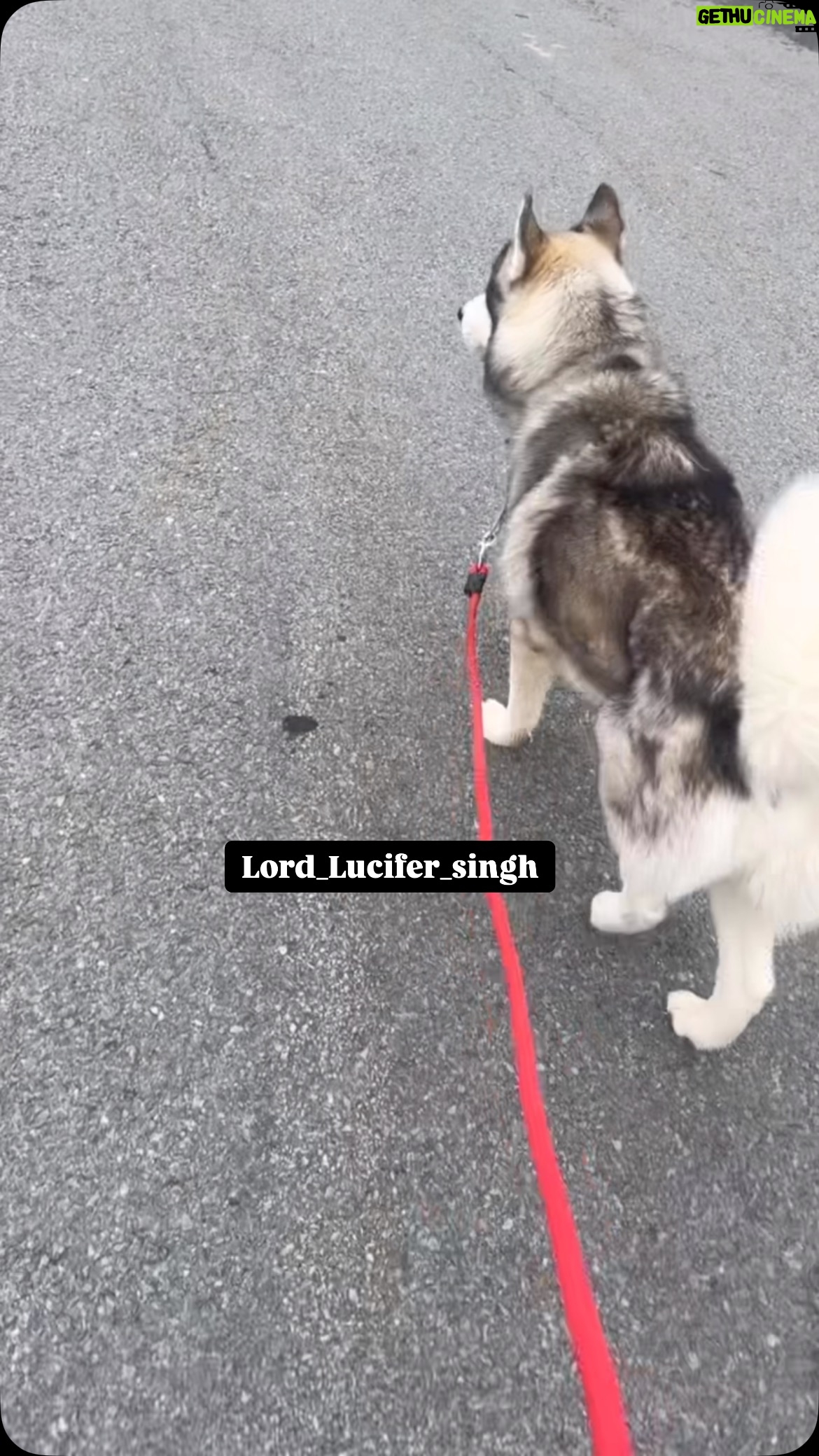 Ishmeet Kaur - 5.1K Likes - Setting ka 🏡 
.
#ladki #huskyvideo #dogwalk
