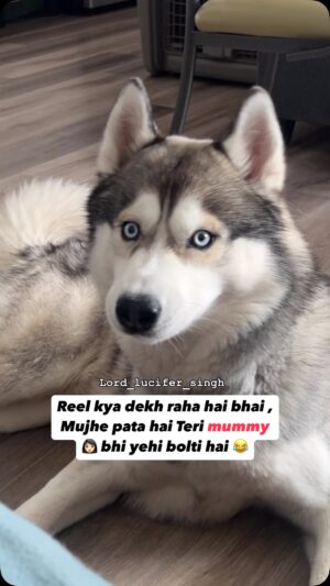 Ishmeet Kaur Instagram - š§æā¤ļøš§æ thu thu thu
.
.
#dogsofinstagram #dogoftheday #lord_lucifer_singh #ghoomighoomiā¤ļøšš