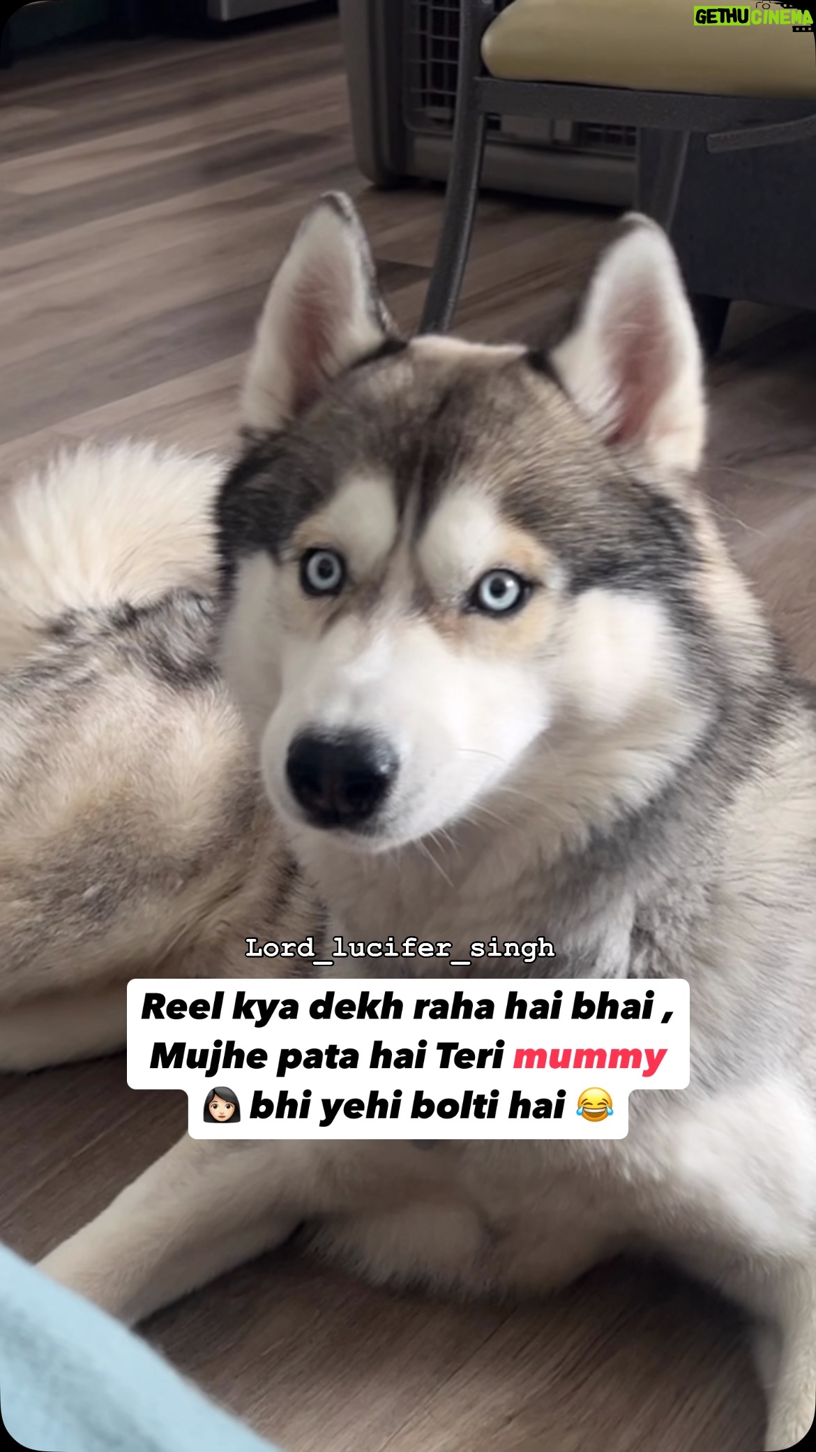 Ishmeet Kaur - 18.2K Likes - 🧿❤️🧿 thu thu thu 
.
.
#dogsofinstagram #dogoftheday #lord_lucifer_singh #ghoomighoomi❤️😍😘