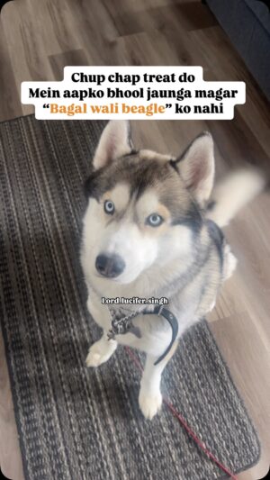 Ishmeet Kaur Instagram - BATAO ??
.
.
#dogsofinstagram #siberianhusky #dog #dogoftheday #instagram #husky #huskiesofinstagram #huskyvideo #huskyvideo