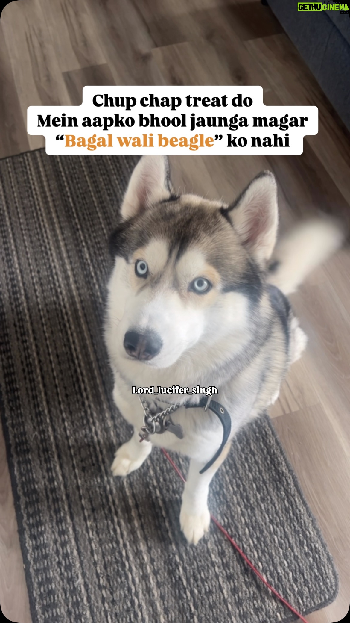 Ishmeet Kaur - 7.4K Likes - BATAO ?? 
.
.
#dogsofinstagram #siberianhusky #dog #dogoftheday #instagram #husky #huskiesofinstagram #huskyvideo #huskyvideo