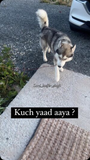 Ishmeet Kaur Instagram - Uffo š¬ Aaj Phir me pakdaaa Gaya
.
.
.
#dogsofinstagram #husky #instagram #dogoftheday #funnymom #moment #mummy #dogmom