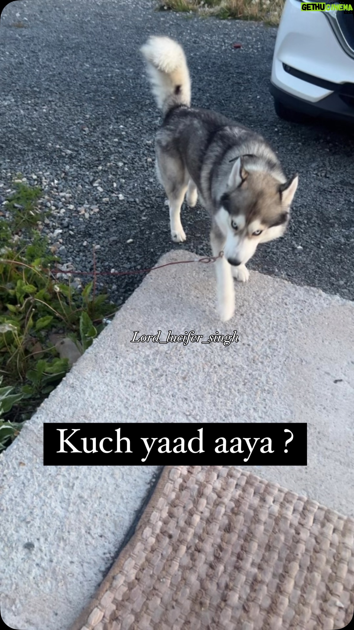 Ishmeet Kaur - 5.1K Likes - Uffo 😬 Aaj Phir me pakdaaa Gaya 
.
.
.
#dogsofinstagram #husky #instagram #dogoftheday #funnymom #moment #mummy #dogmom