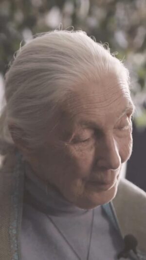 Jane Goodall Instagram - Dr. Jane Goodall had an extraordinary impact around the world. 🌍

Today, her legacy lives on through Jane Goodall Institute’s 25 global chapters and through Jane Goodall’s Roots & Shoots, a program that’s active in 75 countries, where young people are taking action for people, animals, and the environment. Jane was a tireless conservation advocate who traveled 300 days a year to spread her message of hope, including up to her last moments with us. She inspired millions to take action. 💚

In her own words: “All of us are put on this planet with a role to play. And I think, after 90 years of living on this planet, that obviously my task was to give people hope when all seems hopeless.”

She fulfilled that mission — and now, it’s on all of us to carry it forward. ✨

At the Jane Goodall Institute, we’re committed to continuing her life’s work — protecting chimpanzees and their habitats, advancing community-led conservation, and empowering the next generation of changemakers.

Learn how you can honor Dr. Jane’s legacy and support her mission at janegoodall.org/RememberingJane
.
📸: Enric Fontcuberta
🎥: Jane Goodall Institute of Canada (@janegoodallcan) 

#JaneGoodall #JaneGoodallInstitute #LegacyOfHope #HopeInAction #RootsAndShoots #Conservation #TogetherWeCan #ThankYouJane
