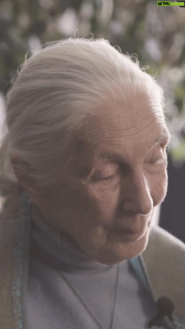Jane Goodall - 23.1K Likes - Dr. Jane Goodall had an extraordinary impact around the world. 🌍

Today, her legacy lives on through Jane Goodall Institute’s 25 global chapters and through Jane Goodall’s Roots & Shoots, a program that’s active in 75 countries, where young people are taking action for people, animals, and the environment. Jane was a tireless conservation advocate who traveled 300 days a year to spread her message of hope, including up to her last moments with us. She inspired millions to take action. 💚

In her own words: “All of us are put on this planet with a role to play. And I think, after 90 years of living on this planet, that obviously my task was to give people hope when all seems hopeless.”

She fulfilled that mission — and now, it’s on all of us to carry it forward. ✨

At the Jane Goodall Institute, we’re committed to continuing her life’s work — protecting chimpanzees and their habitats, advancing community-led conservation, and empowering the next generation of changemakers.

Learn how you can honor Dr. Jane’s legacy and support her mission at janegoodall.org/RememberingJane
.
📸: Enric Fontcuberta
🎥: Jane Goodall Institute of Canada (@janegoodallcan) 

#JaneGoodall #JaneGoodallInstitute #LegacyOfHope #HopeInAction #RootsAndShoots #Conservation #TogetherWeCan #ThankYouJane