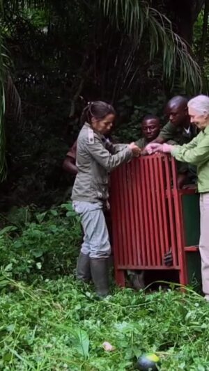 Jane Goodall Instagram - You may recognize this extraordinary moment, when a chimpanzee named Wounda embraced Dr. Jane Goodall. 💚

What the world saw was a brief exchange of trust and gratitude. What came before it was years of care, compassion, and recovery.

When Wounda arrived at the Jane Goodall Institute’s Tchimpounga Chimpanzee Rehabilitation Center in the Republic of the Congo, she was gravely ill. She was so weak her name in Lingala means “close to dying.” Like so many orphaned chimpanzees, she was rescued after her mother was killed in the illegal bushmeat trade.

Tchimpounga, founded by the Jane Goodall Institute in 1992, is now the largest chimpanzee sanctuary in Africa. It provides lifelong care to chimpanzees rescued from the illegal wildlife trade and serves as a model for conservation, education, and animal welfare across the region. The sanctuary includes a veterinary clinic, nursery, and expansive forest island habitats where rehabilitated chimpanzees can live freely and safely, forming new families and rediscovering what it means to be wild.

Under the dedicated care of Dr. Rebeca Atencia and her team, Wounda slowly regained her strength and spirit. When she was finally ready, she was transferred to one of these protected forested islands. She found a new home where she could roam, climb, and thrive among her kind.

As her transport crate opened, Wounda stepped out, looked back, and reached for Jane, offering an embrace that has since become a symbol of hope, resilience, and the profound connections we share with the other beings who call this planet home. 🌿💞

*All interactions shown occurred under the supervision of trained professionals for the purposes of sanctuary care and rehabilitation. The Jane Goodall Institute does not condone the handling or close contact with wildlife.

📸: Fernando Turmo

#JaneGoodallInstitute #Tchimpounga #ConservationInAction #HopeInAction

.

.

.

.
Alt Text: Video of a group of researchers releasing a female chimpanzee in a semi-wild forest setting.