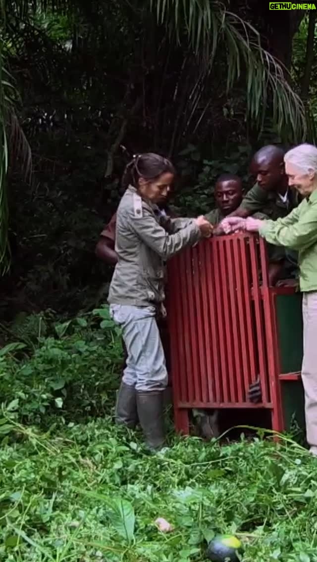 Jane Goodall - 23.9K Likes - You may recognize this extraordinary moment, when a chimpanzee named Wounda embraced Dr. Jane Goodall. 💚

What the world saw was a brief exchange of trust and gratitude. What came before it was years of care, compassion, and recovery.

When Wounda arrived at the Jane Goodall Institute’s Tchimpounga Chimpanzee Rehabilitation Center in the Republic of the Congo, she was gravely ill. She was so weak her name in Lingala means “close to dying.” Like so many orphaned chimpanzees, she was rescued after her mother was killed in the illegal bushmeat trade.

Tchimpounga, founded by the Jane Goodall Institute in 1992, is now the largest chimpanzee sanctuary in Africa. It provides lifelong care to chimpanzees rescued from the illegal wildlife trade and serves as a model for conservation, education, and animal welfare across the region. The sanctuary includes a veterinary clinic, nursery, and expansive forest island habitats where rehabilitated chimpanzees can live freely and safely, forming new families and rediscovering what it means to be wild.

Under the dedicated care of Dr. Rebeca Atencia and her team, Wounda slowly regained her strength and spirit. When she was finally ready, she was transferred to one of these protected forested islands. She found a new home where she could roam, climb, and thrive among her kind.

As her transport crate opened, Wounda stepped out, looked back, and reached for Jane, offering an embrace that has since become a symbol of hope, resilience, and the profound connections we share with the other beings who call this planet home. 🌿💞

*All interactions shown occurred under the supervision of trained professionals for the purposes of sanctuary care and rehabilitation. The Jane Goodall Institute does not condone the handling or close contact with wildlife.

📸: Fernando Turmo

#JaneGoodallInstitute #Tchimpounga #ConservationInAction #HopeInAction

.

.

.

.
Alt Text: Video of a group of researchers releasing a female chimpanzee in a semi-wild forest setting.
