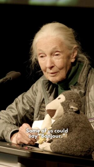 Jane Goodall Instagram - Good morning? Bonjour? Guten Tag? Check out Dr. Jane Goodall’s greeting—it’s not on Duolingo 🐵

📹 Arts Commons @yycarts via JGI Canada @janegoodallcan

.
.
.
#JaneGoodall #JaneGoodallInstitute #JGI #Primates #GreatApes #Chimpanzees #PantHoot #Polyglot #WildlifeConservation #Icon #Monkey #Languages
