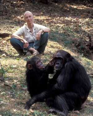 Jane Goodall Instagram - ✨ Jane's extraordinary impact continues with a hopeful and historic step forward in protecting our closest animal relatives.

Earlier this month, the Spanish government renewed their commitment to protecting great apes by officially restarting the process to draft the ‘Ley Jane Goodall’ — the Jane Goodall Law — a groundbreaking effort to legally recognize and protect the rights and dignity of great apes: chimpanzees, bonobos, orangutans, and gorillas.

Our colleagues at the Jane Goodall Institute Spain (@janegoodallespana) are helping shape a rigorous, science-based legal framework that reflects what we know to be true — that great apes are sentient, emotionally complex beings who deserve to live free from harm, neglect, and exploitation. This work is in collaboration with Fundació MONA, Fundación Rainfer, AAP Primadomus, Proyecto Gran Simio, and Fundación Animal Guardians.

💬 As Laia Dotras, Co-director of the Jane Goodall Institute Spain, shares:
“The legacy of Jane Goodall calls us to action: protecting great apes is a historical and moral responsibility.”

Together we can. Together we will. Together we must continue Jane’s work.

Photo credit: Kristin Mosher and Jane Goodall
#JaneGoodall #JaneGoodallInstitute #GreatApe #ThankYouJane #HopeInAction #AnimalRights