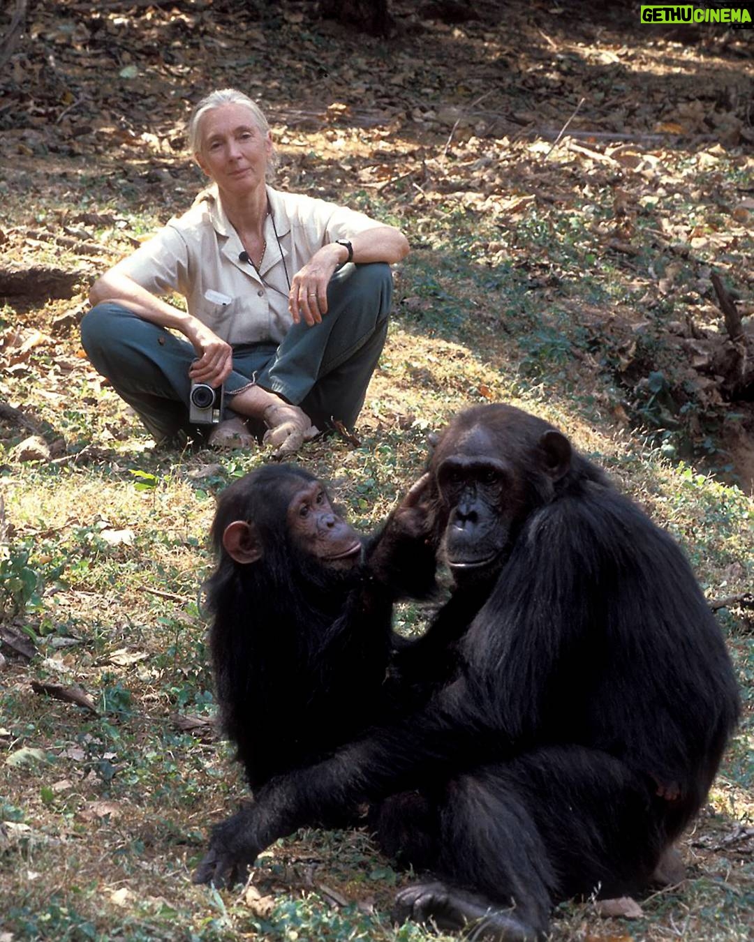 Jane Goodall - 21.9K Likes - ✨ Jane's extraordinary impact continues with a hopeful and historic step forward in protecting our closest animal relatives.

Earlier this month, the Spanish government renewed their commitment to protecting great apes by officially restarting the process to draft the ‘Ley Jane Goodall’ — the Jane Goodall Law — a groundbreaking effort to legally recognize and protect the rights and dignity of great apes: chimpanzees, bonobos, orangutans, and gorillas.

Our colleagues at the Jane Goodall Institute Spain (@janegoodallespana) are helping shape a rigorous, science-based legal framework that reflects what we know to be true — that great apes are sentient, emotionally complex beings who deserve to live free from harm, neglect, and exploitation. This work is in collaboration with Fundació MONA, Fundación Rainfer, AAP Primadomus, Proyecto Gran Simio, and Fundación Animal Guardians.

💬 As Laia Dotras, Co-director of the Jane Goodall Institute Spain, shares:
“The legacy of Jane Goodall calls us to action: protecting great apes is a historical and moral responsibility.”

Together we can. Together we will. Together we must continue Jane’s work.

Photo credit: Kristin Mosher and Jane Goodall
#JaneGoodall #JaneGoodallInstitute #GreatApe #ThankYouJane #HopeInAction #AnimalRights