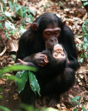 Jane Goodall Instagram - ✨ Jane's extraordinary impact continues with a hopeful and historic step forward in protecting our closest animal relatives.

Earlier this month, the Spanish government renewed their commitment to protecting great apes by officially restarting the process to draft the ‘Ley Jane Goodall’ — the Jane Goodall Law — a groundbreaking effort to legally recognize and protect the rights and dignity of great apes: chimpanzees, bonobos, orangutans, and gorillas.

Our colleagues at the Jane Goodall Institute Spain (@janegoodallespana) are helping shape a rigorous, science-based legal framework that reflects what we know to be true — that great apes are sentient, emotionally complex beings who deserve to live free from harm, neglect, and exploitation. This work is in collaboration with Fundació MONA, Fundación Rainfer, AAP Primadomus, Proyecto Gran Simio, and Fundación Animal Guardians.

💬 As Laia Dotras, Co-director of the Jane Goodall Institute Spain, shares:
“The legacy of Jane Goodall calls us to action: protecting great apes is a historical and moral responsibility.”

Together we can. Together we will. Together we must continue Jane’s work.

Photo credit: Kristin Mosher and Jane Goodall
#JaneGoodall #JaneGoodallInstitute #GreatApe #ThankYouJane #HopeInAction #AnimalRights