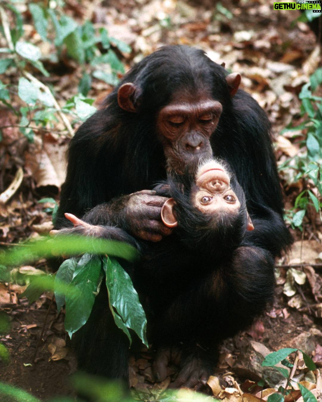 Jane Goodall - 21.9K Likes - ✨ Jane's extraordinary impact continues with a hopeful and historic step forward in protecting our closest animal relatives.

Earlier this month, the Spanish government renewed their commitment to protecting great apes by officially restarting the process to draft the ‘Ley Jane Goodall’ — the Jane Goodall Law — a groundbreaking effort to legally recognize and protect the rights and dignity of great apes: chimpanzees, bonobos, orangutans, and gorillas.

Our colleagues at the Jane Goodall Institute Spain (@janegoodallespana) are helping shape a rigorous, science-based legal framework that reflects what we know to be true — that great apes are sentient, emotionally complex beings who deserve to live free from harm, neglect, and exploitation. This work is in collaboration with Fundació MONA, Fundación Rainfer, AAP Primadomus, Proyecto Gran Simio, and Fundación Animal Guardians.

💬 As Laia Dotras, Co-director of the Jane Goodall Institute Spain, shares:
“The legacy of Jane Goodall calls us to action: protecting great apes is a historical and moral responsibility.”

Together we can. Together we will. Together we must continue Jane’s work.

Photo credit: Kristin Mosher and Jane Goodall
#JaneGoodall #JaneGoodallInstitute #GreatApe #ThankYouJane #HopeInAction #AnimalRights