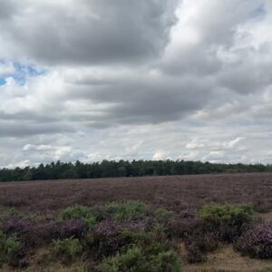 Javeria Abbasi Instagram - Lavender Fields 🪻
(where flowers bloom so does the hope) @bia_qavi  @shanzayystarss ♥️
