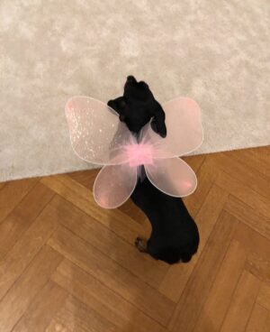 Jelisaveta Orašanin Instagram - U martu 2016. udomila sam moju Ljubicu, tada prebijenu, ranjenu i uplašenu na ulici. Od tog trenutka ona je moj ravnopravni član porodice. 💔🐾
Danas, dok je bezbedna i voljena, ne mogu da ćutim pred Nacrtom zakona o dobrobiti životinja koji umesto zaštite donosi nove oblike patnje i nehumanosti.
Potpišite peticiju 🙏🏻 :
https://peticije.kreni-promeni.org/petitions/stop-nehumanom-nacrtu-zakona-o-dobrobiti-zivotinja?source=homepage&utm_medium=promotion&utm_source=homepage