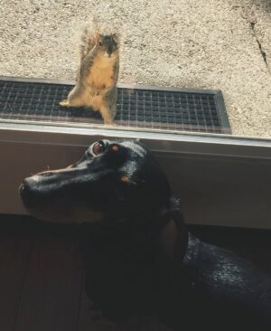Jelisaveta Orašanin Instagram - U martu 2016. udomila sam moju Ljubicu, tada prebijenu, ranjenu i uplašenu na ulici. Od tog trenutka ona je moj ravnopravni član porodice. 💔🐾
Danas, dok je bezbedna i voljena, ne mogu da ćutim pred Nacrtom zakona o dobrobiti životinja koji umesto zaštite donosi nove oblike patnje i nehumanosti.
Potpišite peticiju 🙏🏻 :
https://peticije.kreni-promeni.org/petitions/stop-nehumanom-nacrtu-zakona-o-dobrobiti-zivotinja?source=homepage&utm_medium=promotion&utm_source=homepage